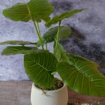 Saksıda Yapay Bitki